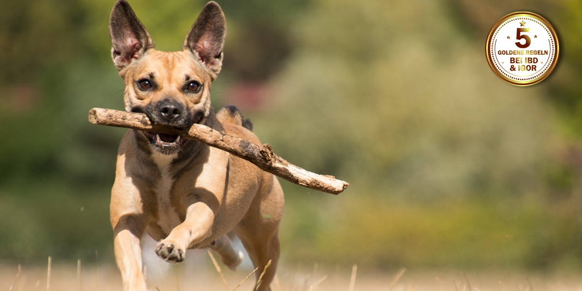 ausgleich für den hund